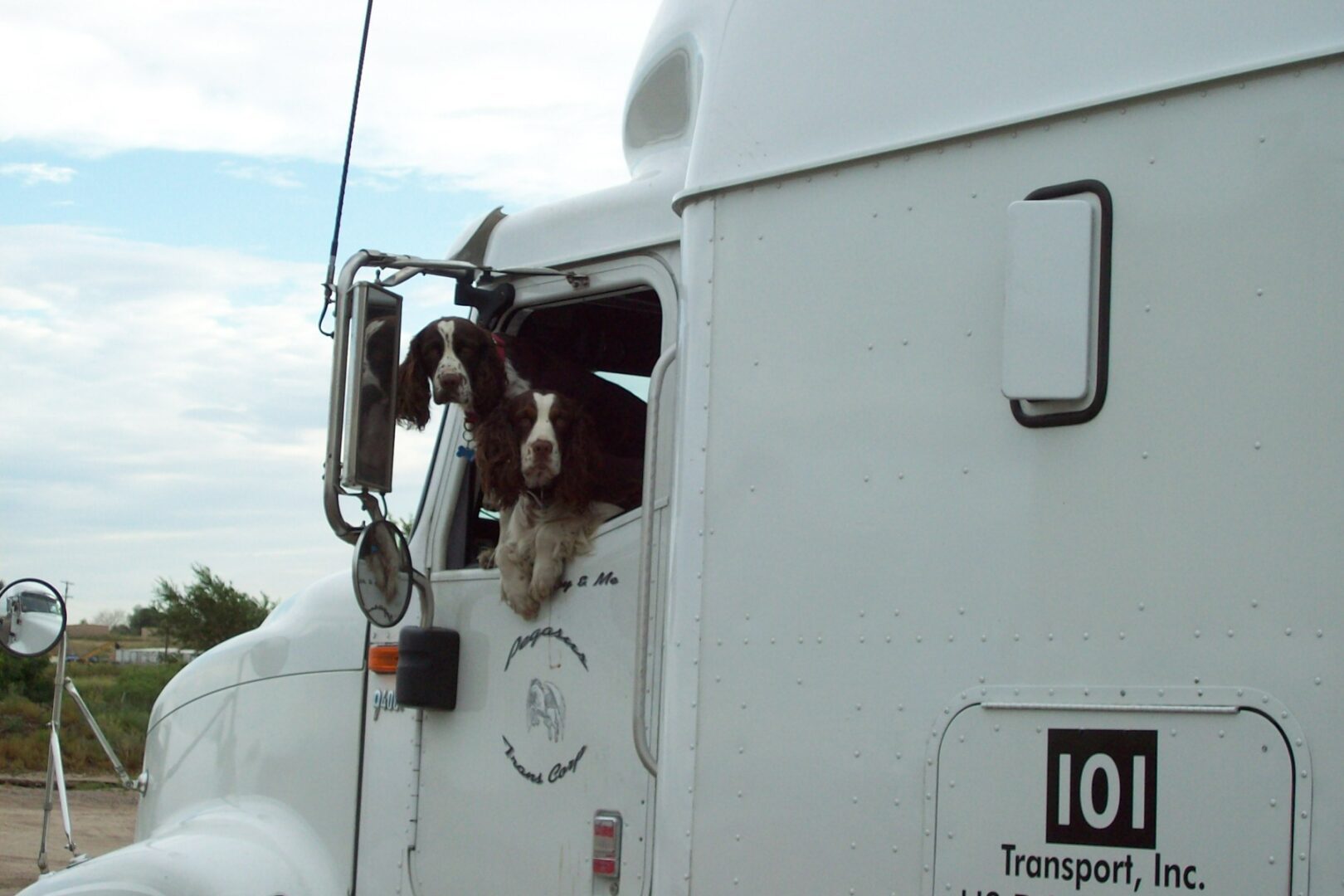 Two dogs looking out from a truck’s window